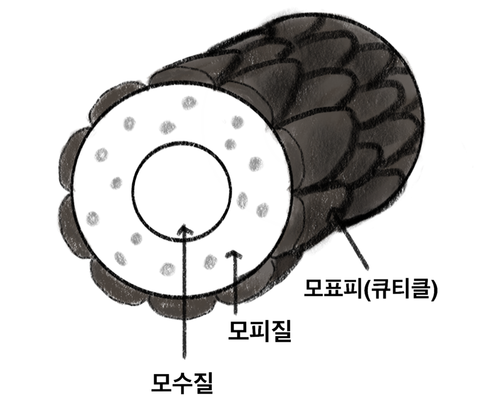 머리카락 구조
