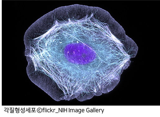 각질형성세포