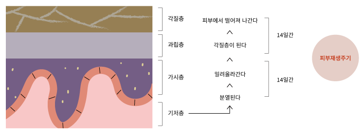 피부재생주기