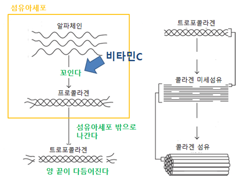 콜라겐 생성 과정