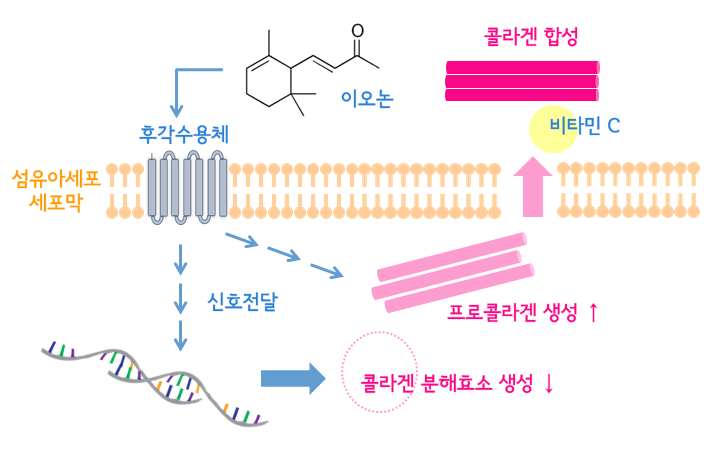 콜라겐 생성과정