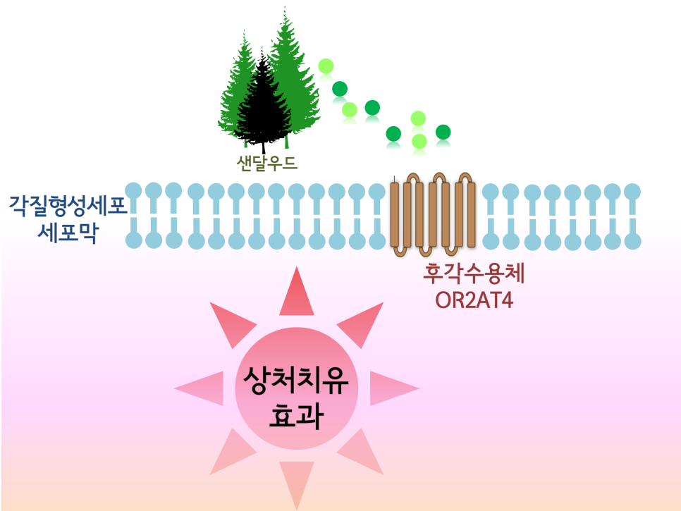 샌달우드 치유 원리
