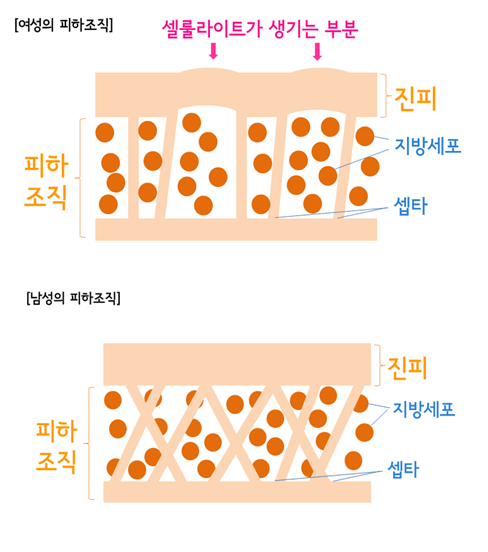 셀룰라이트 구조
