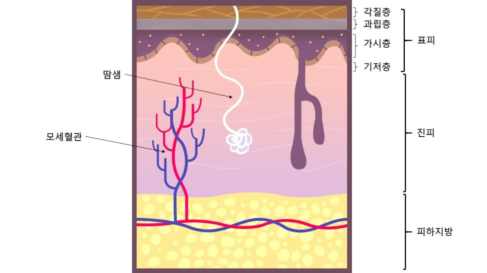 피부장벽
