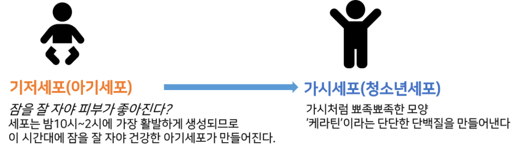 피부재생주기
