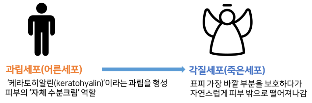 피부재생주기